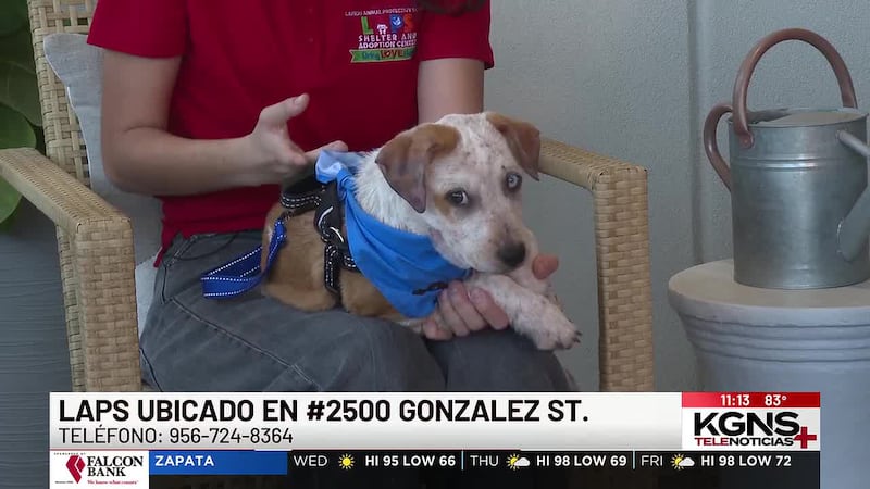 ¡Conoce a “Flounder” nuestra Mascota de la Semana!