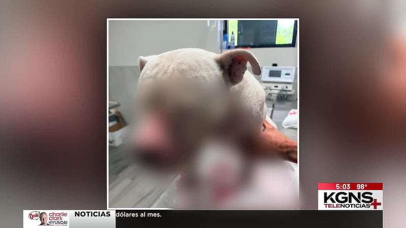 Perro se recupera tras recibir disparo de policía; familia cuestiona uso de fuerza contra su...