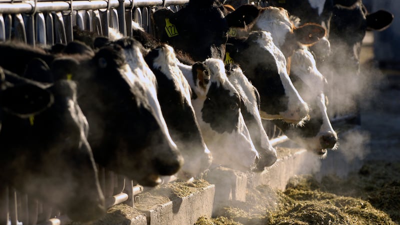 Vacas lecheras se alimentan a través de una reja en una granja lechera de Idaho el 11 de marzo...
