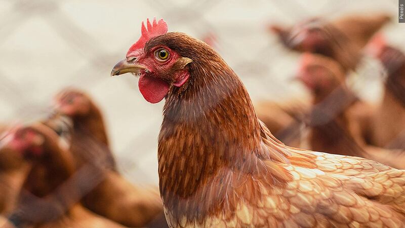 Los expertos piden precaución tras la primera muerte en EE.UU. por gripe aviar H5N1.