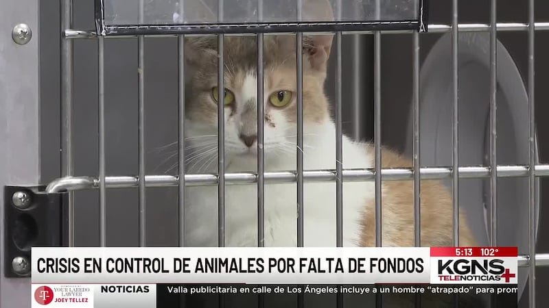 Falta de fondos agrava el problema de animales desamparados en Laredo