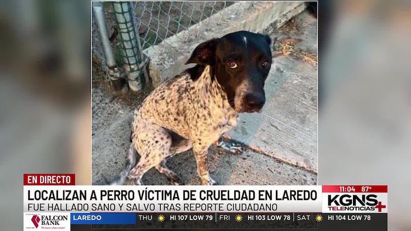 Localizan a perro victima de crueldad animal en Laredo