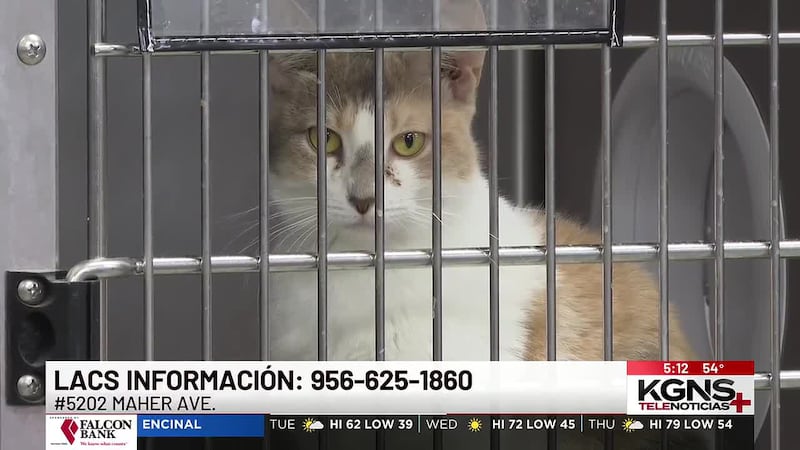 Invitan a voluntarios adolescentes a LACS