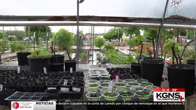 Cultivan plantas con hidroponía en Casa Canseco
