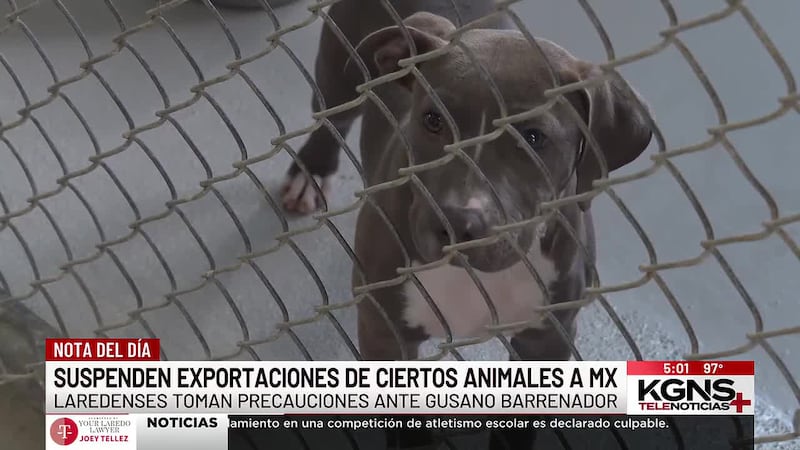 Suspenden exportaciones de ciertos animales a México por gusano barrenador