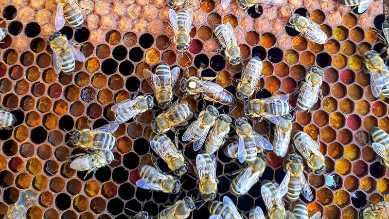 FILE - A dog was killed after a bee attack.