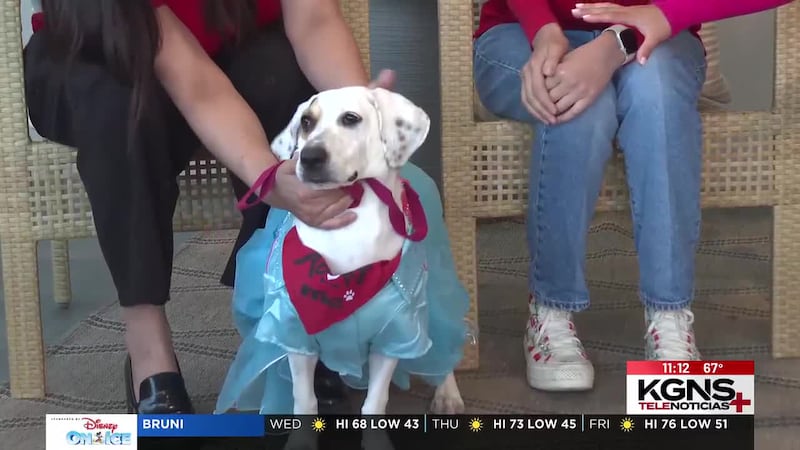 ¡Conoce a “Nana” nuestra Mascota de la Semana!