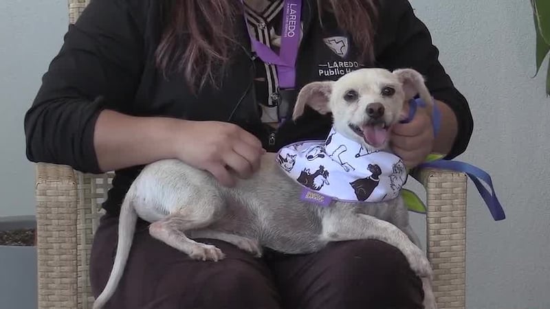¡Conoce a “Wilson” nuestra Mascota de la Semana!