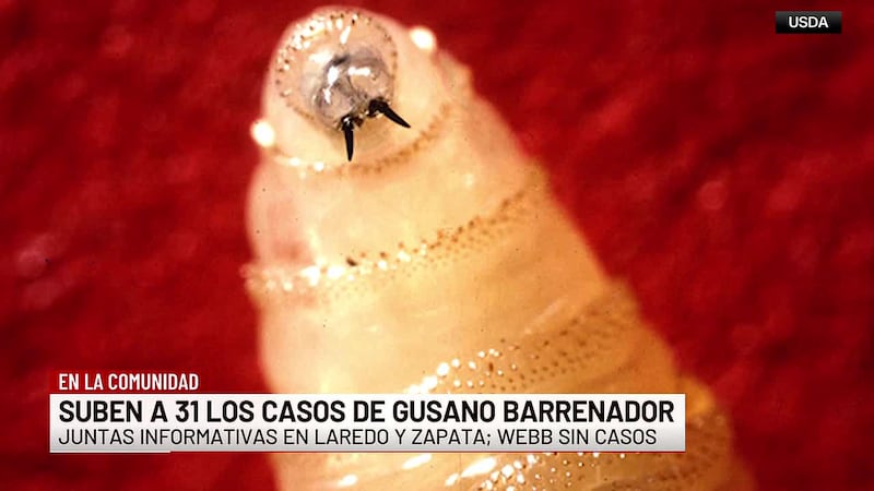 Anuncian juntas informativas por gusano barrenador