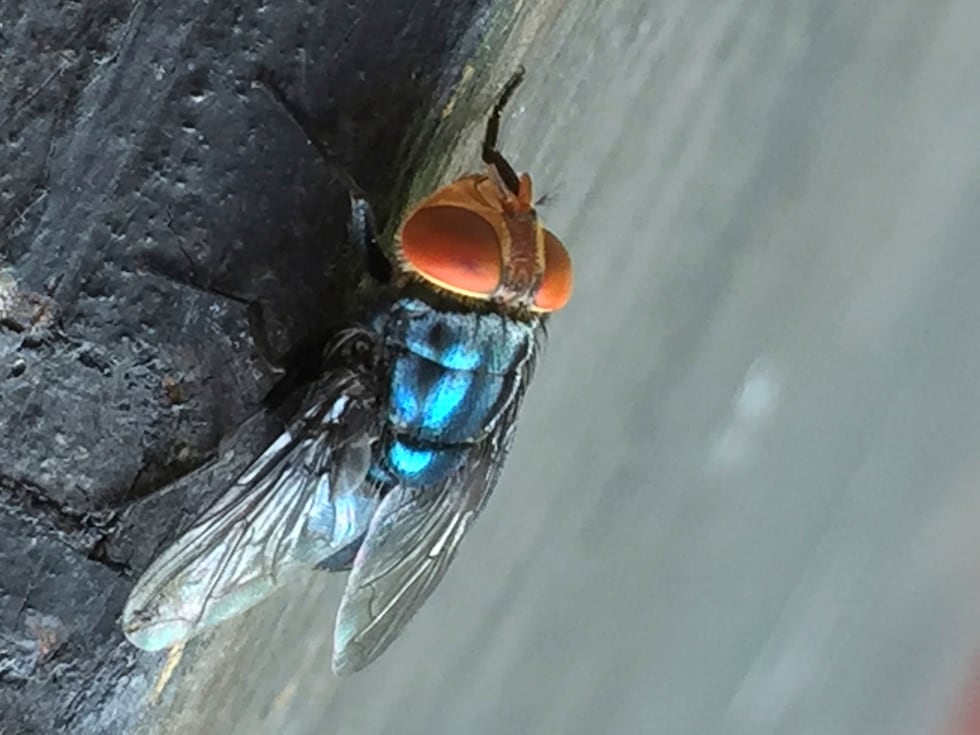 FILE - An adult New World screwworm fly sits in this undated photo. (Denise Bonilla/U.S....