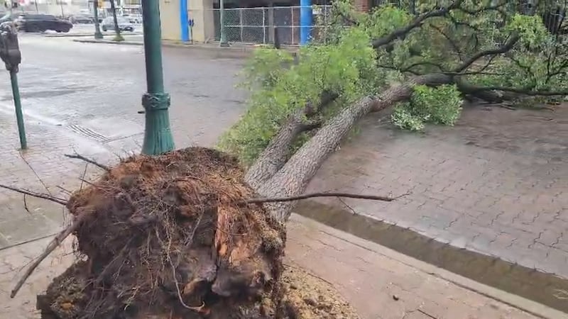 Tormenta derriba árbol en el centro de Laredo; no reportan heridos