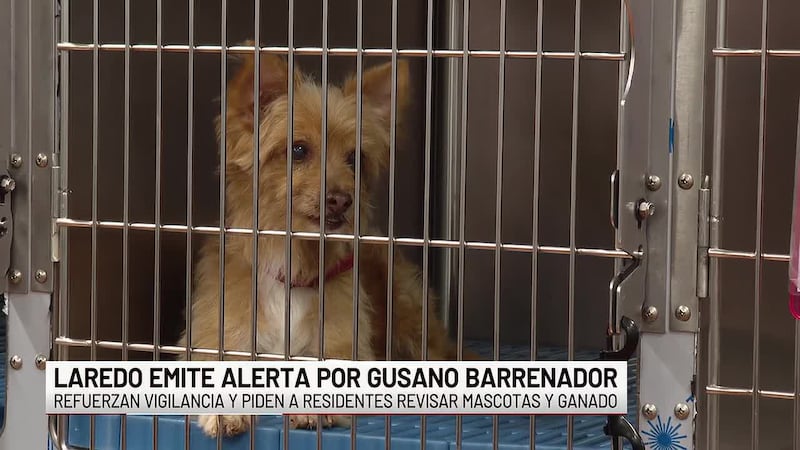 Laredo emite aviso de salud animal tras caso confirmado en Nuevo Laredo