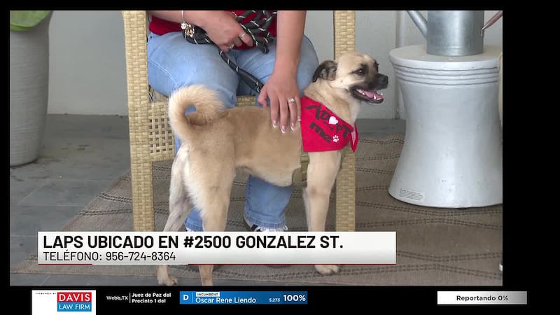 ¡Conoce a “Tito” nuestra Mascota de la Semana!