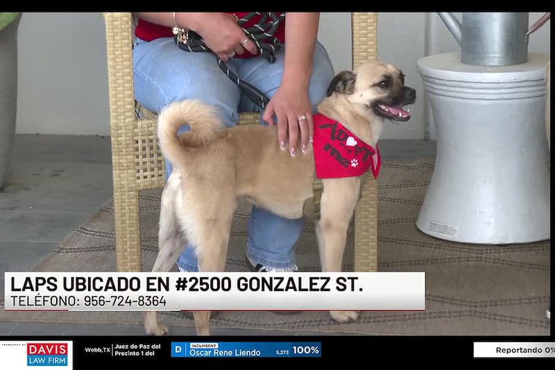 ¡Conoce a “Tito” nuestra Mascota de la Semana!