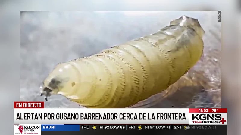 Alertan por gusano barrenador cerca de la frontera