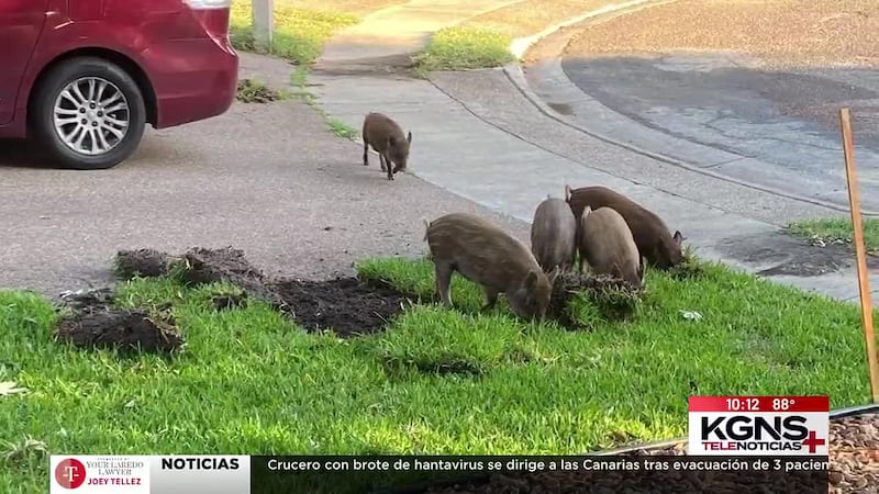 Ciudad de Laredo considera plan contra jabalíes