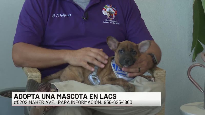 ¡Conoce a “Luna” nuestra mascota de la semana!