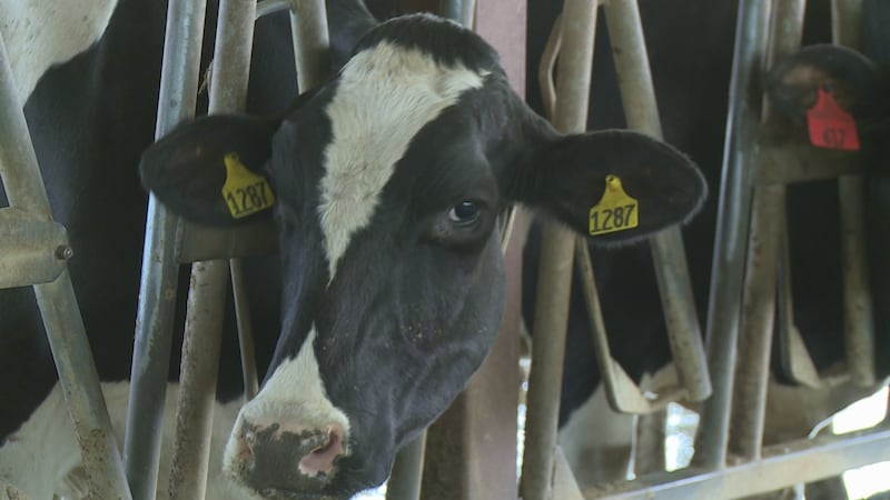 For the second year, lactating dairy cattle will need to be tested for avian flu before coming...