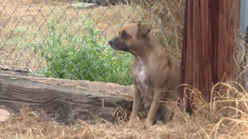 Webb County commissioners explore animal control partnership with Laredo