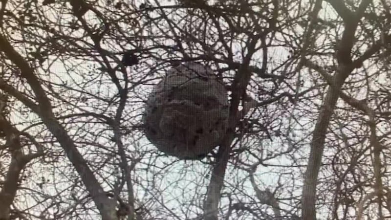 Ataque de abejas en Laredo deja varios hospitalizados; anciano recibe más de 100 picaduras