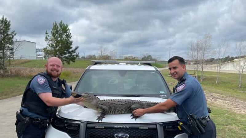 La policía de Lufkin respondió a una queja de un animal el sábado y encontró un caimán de 6 pies.