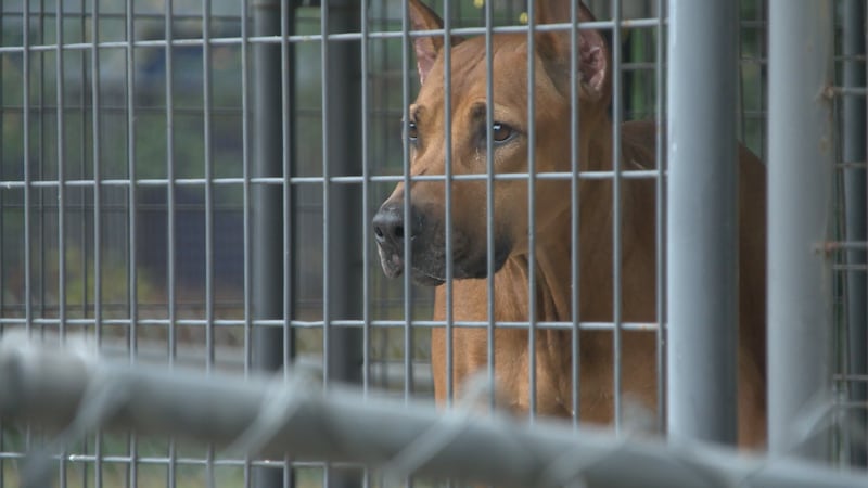Shelter staff urge adopters to consider the commitment before jumping to adopt a new animal.