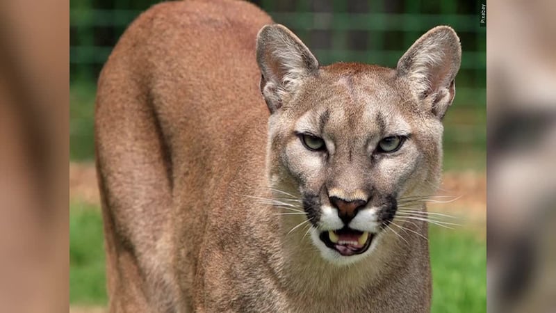 Mountain Lion