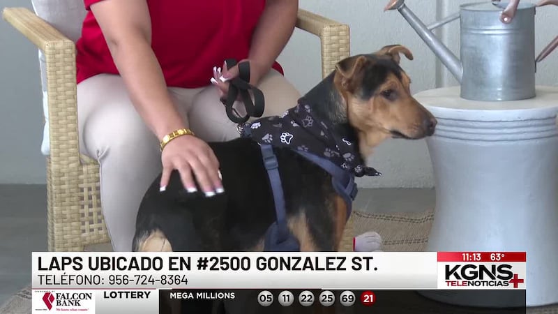 ¡Conoce a “Sargento” nuestra Mascota de la Semana!