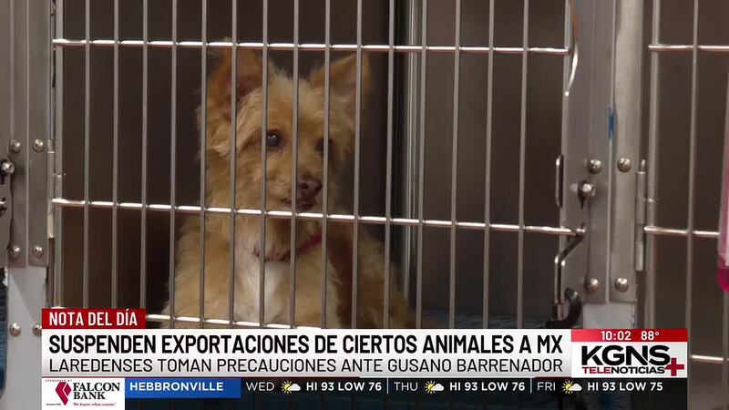 Suspenden exportaciones de ciertos animales a México por gusano barrenador
