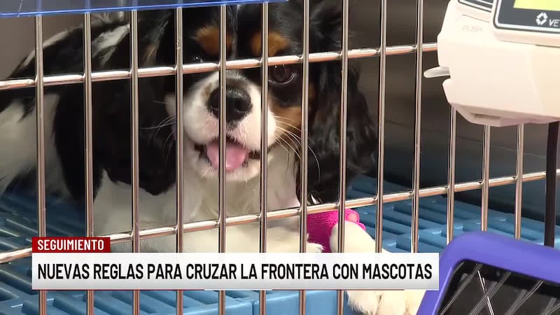 Nuevas reglas para cruzar la frontera con mascotas por gusano barrenador