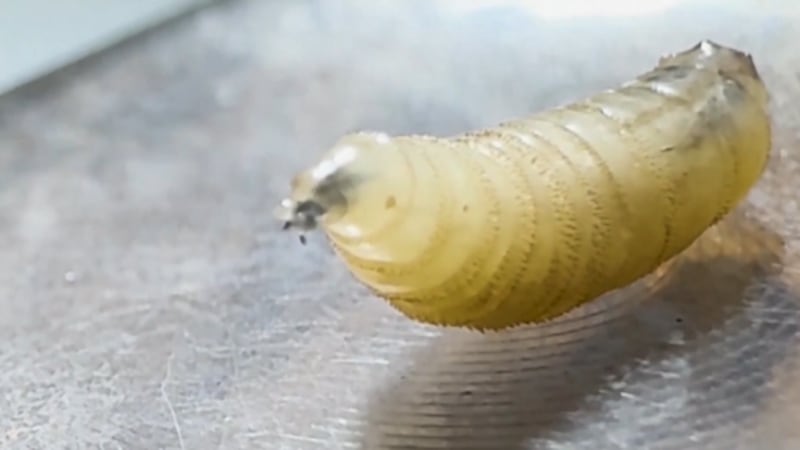 Screwworm