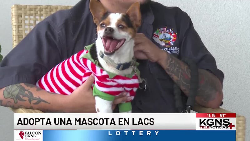 Conoce a “Buddy” nuestra Mascota de la Semana