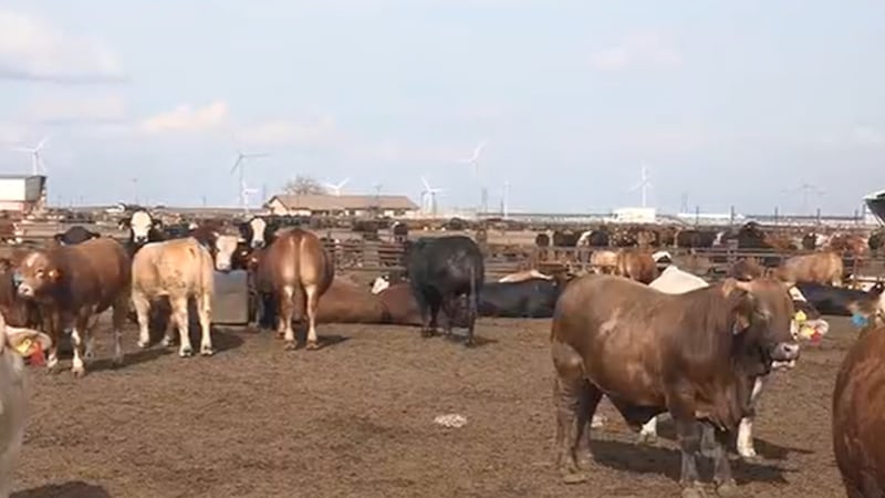 New World Screwworm confirmed in Andrews County.
