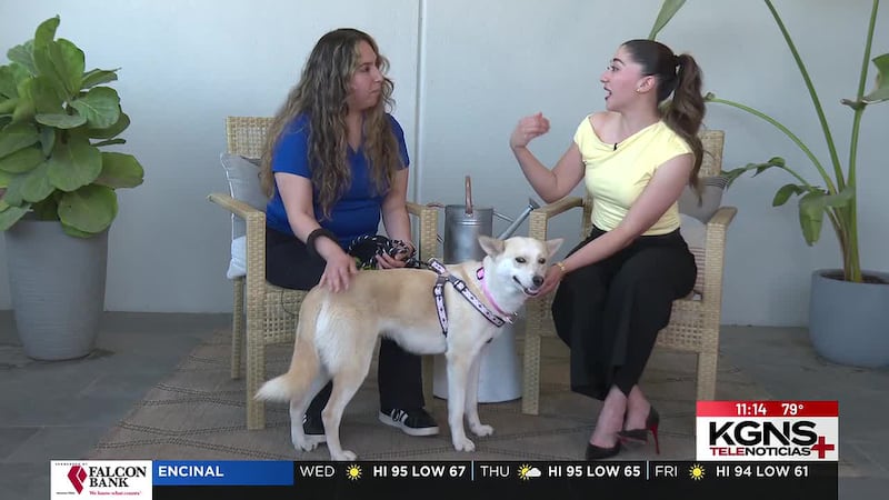 ¡Conoce a “Angela” nuestra Mascota de la Semana!