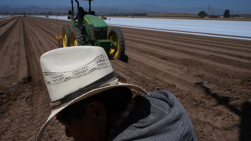 Trabajadores agrícolas trabajan en un campo de fresas en Oxnard, California, el miércoles 18...