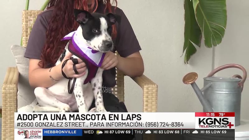 ¡Conoce a “Kona” nuestra mascota de la semana!