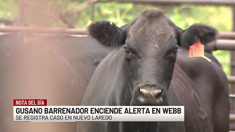 Condado de Webb refuerza vigilancia tras caso confirmado de gusano barrenador en Nuevo Laredo