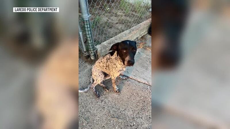 Abused dog found in South Laredo, receiving veterinary care