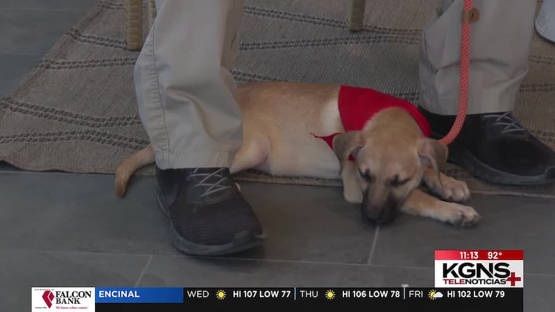 ¡Conoce a “Lola” nuestra mascota de la semana!