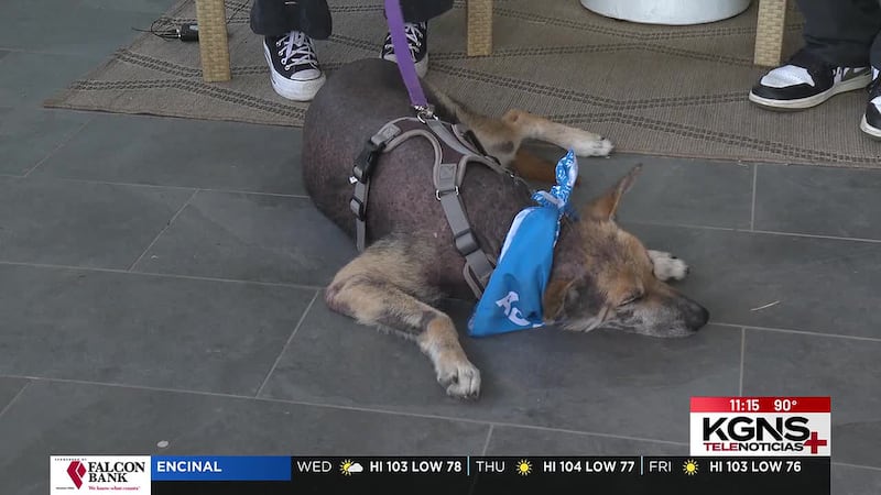 ¡Conoce a “Tex” nuestra mascota de la semana!