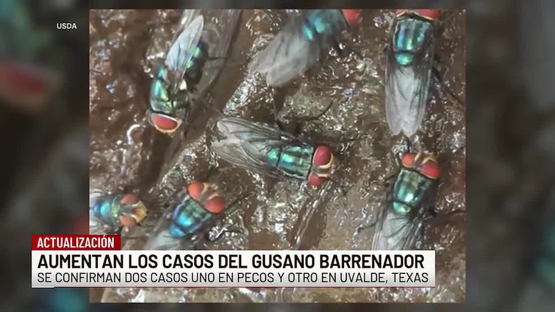 Confirman dos nuevos casos de gusano barrenador en Texas
