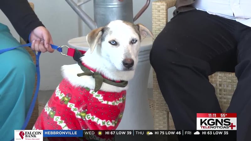 ¡Conoce a “Berry” nuestra Mascota de la Semana!