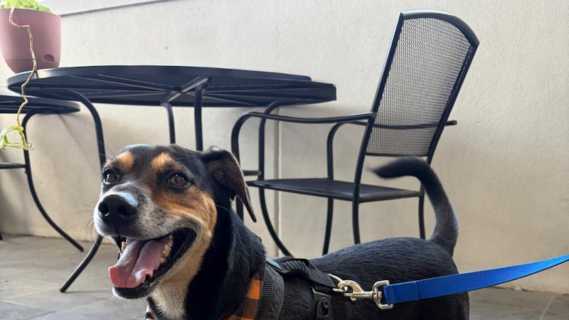 ¡Conoce a “Apolo” nuestra mascota de la semana!