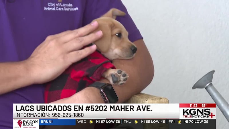 ¡Conoce a “Buddy” nuestra Mascota de la Semana!