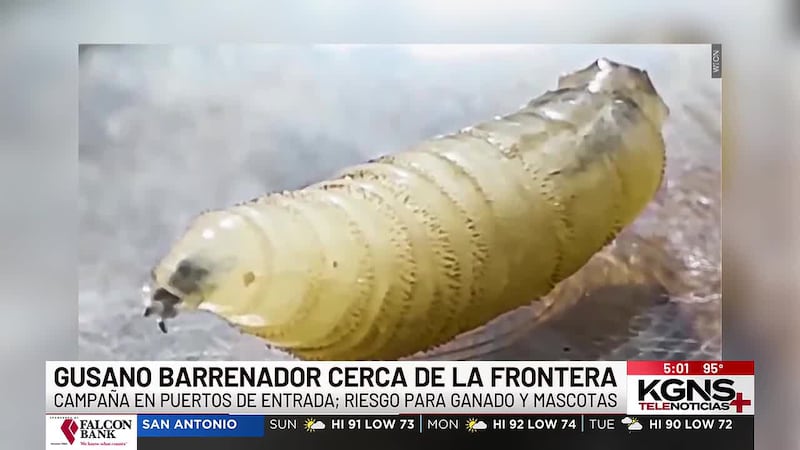 CBP en Laredo alerta al público por amenaza del gusano barrenador del Nuevo Mundo