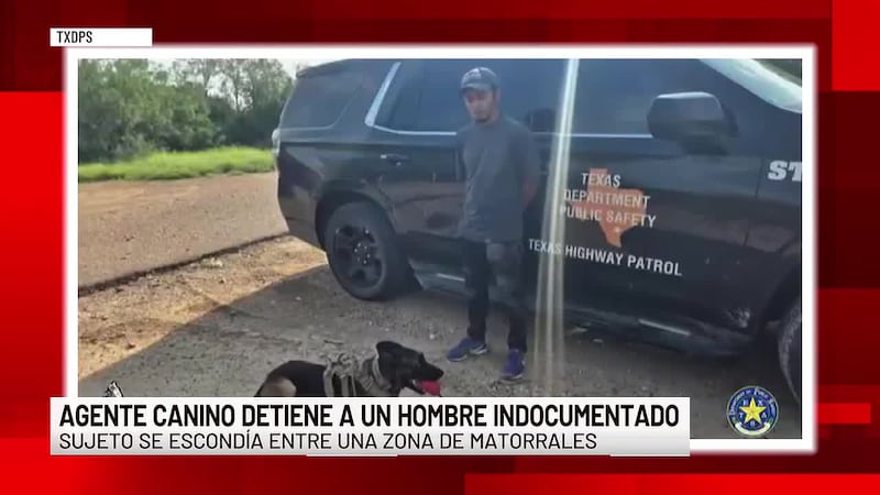 TXDPS y oficial canino localizan a hombre escondido tras huir durante operativo