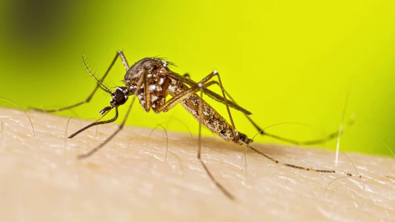 El virus no se transmite de persona a persona.