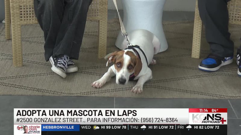 ¡Conoce a “Scarlett” nuestra mascota de la semana!