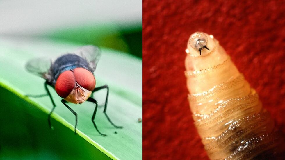 Brote de gusano barrenador del Nuevo Mundo se propaga hacia Texas