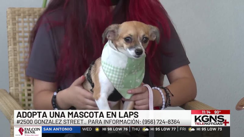 ¡Conoce a “Lulu” nuestra mascota de la semana!